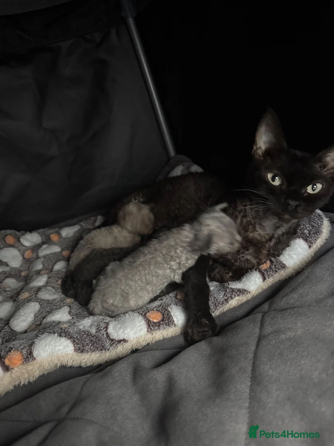 Devon Rex cats for sale: GCCF, kittens looking new home - Advert 2