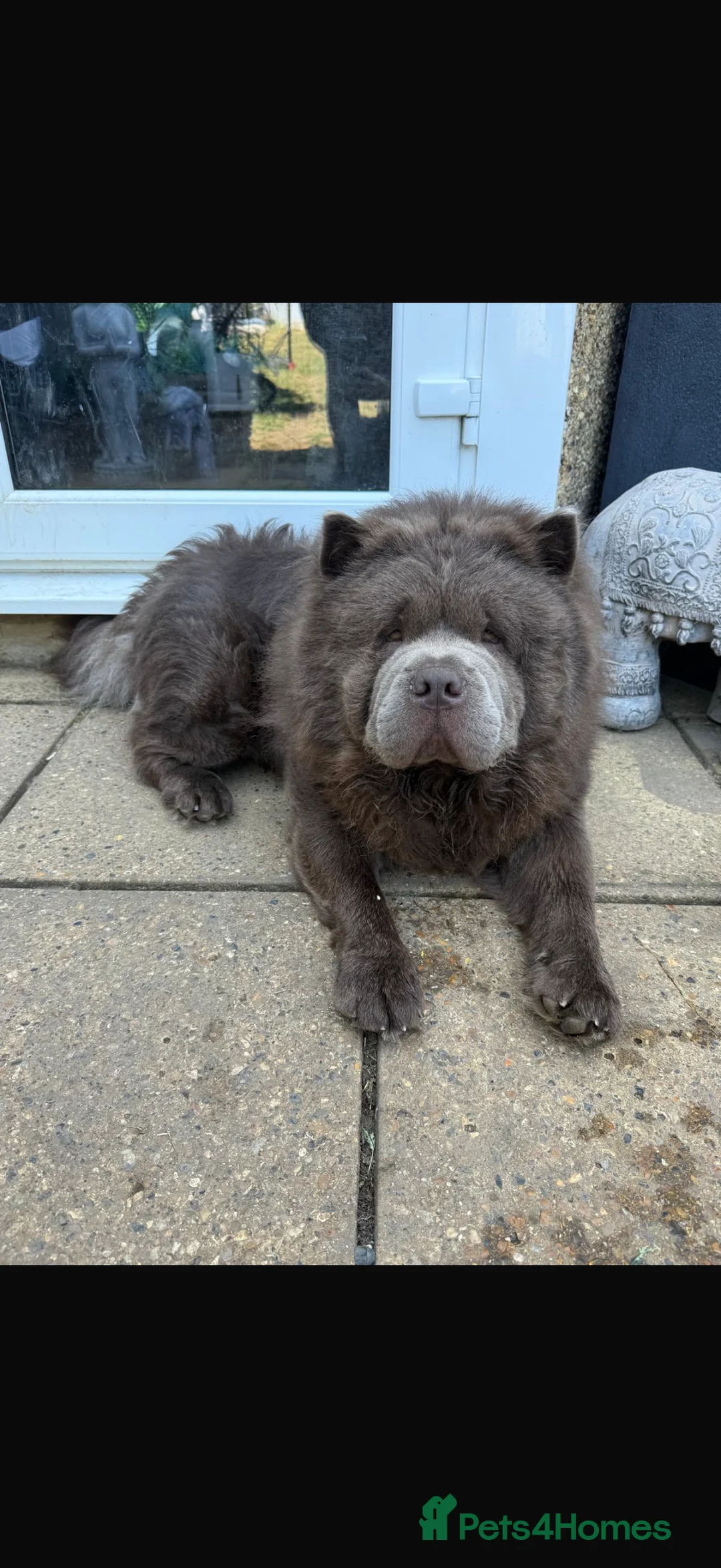 Chow Chow dogs for stud: Chow chow male for stud - Advert 2