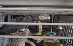 Parrots birds for sale: African grey  - Image 5