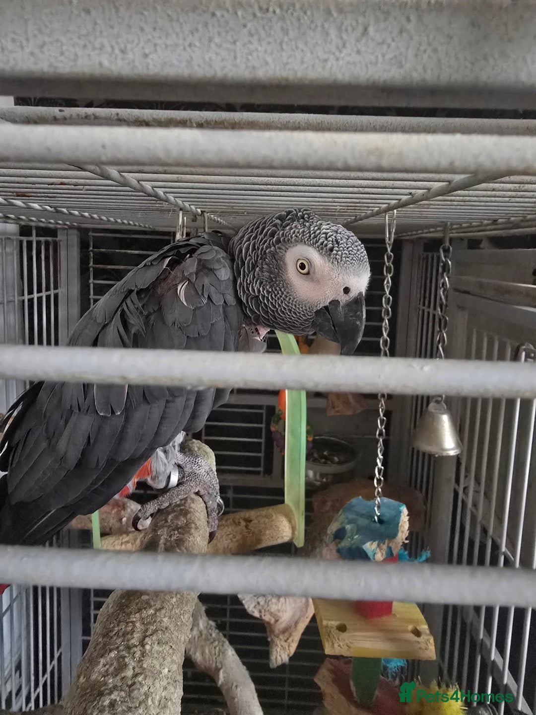 Parrots birds for sale: African grey  - Image 5