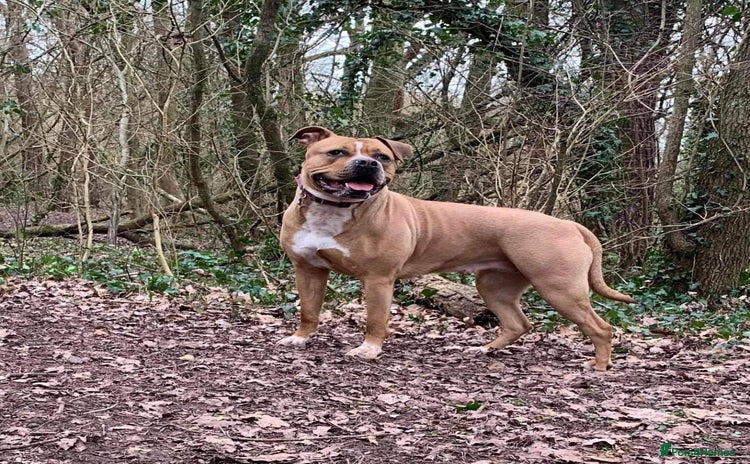 American Bull Staffy dogs - Advert 1