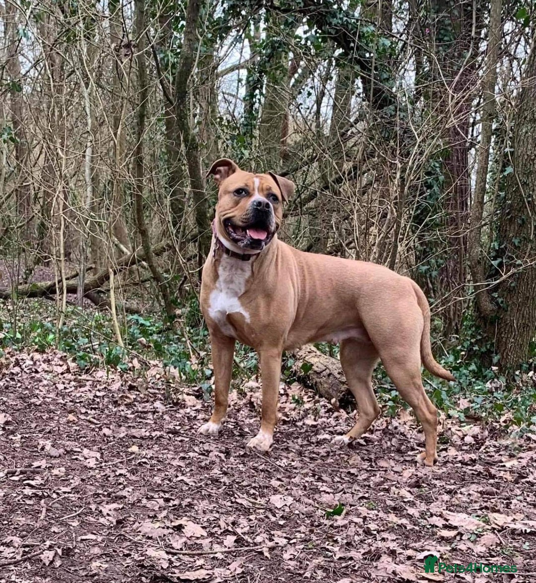 American Bull Staffy dogs for sale: American Staffordshire bull terrier - Image 1