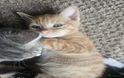 British Shorthair cats for sale: 2 stunning tabby cats  - Image 9