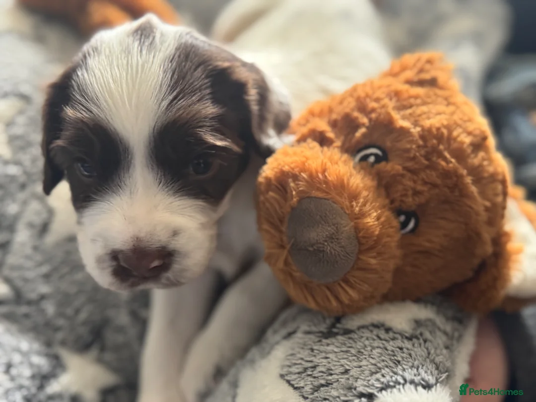 English Springer Spaniel dogs for sale: English Springer Spaniel puppies in Canterbury - Advert 16