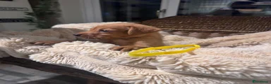 Labrador Retriever 10