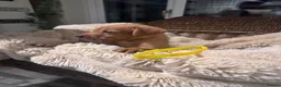 Labrador Retriever dogs for sale: Exceptional working Labrador puppies  - Advert 9