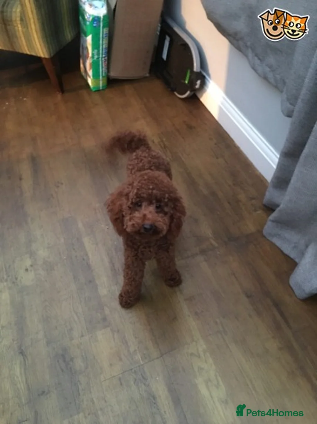 Poodle dogs for stud: Miniature Poodle stud dog fox red in Hockley - Advert 2