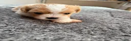 Mixed Breed dogs for sale: Cookie - Advert 16
