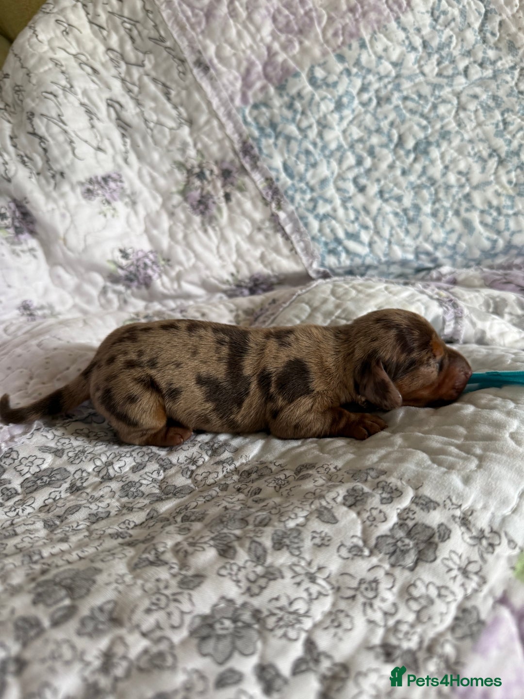 Miniature Dachshund dogs for sale: KC Registered Miniature Dachshunds (PRA Clear) - Image 4
