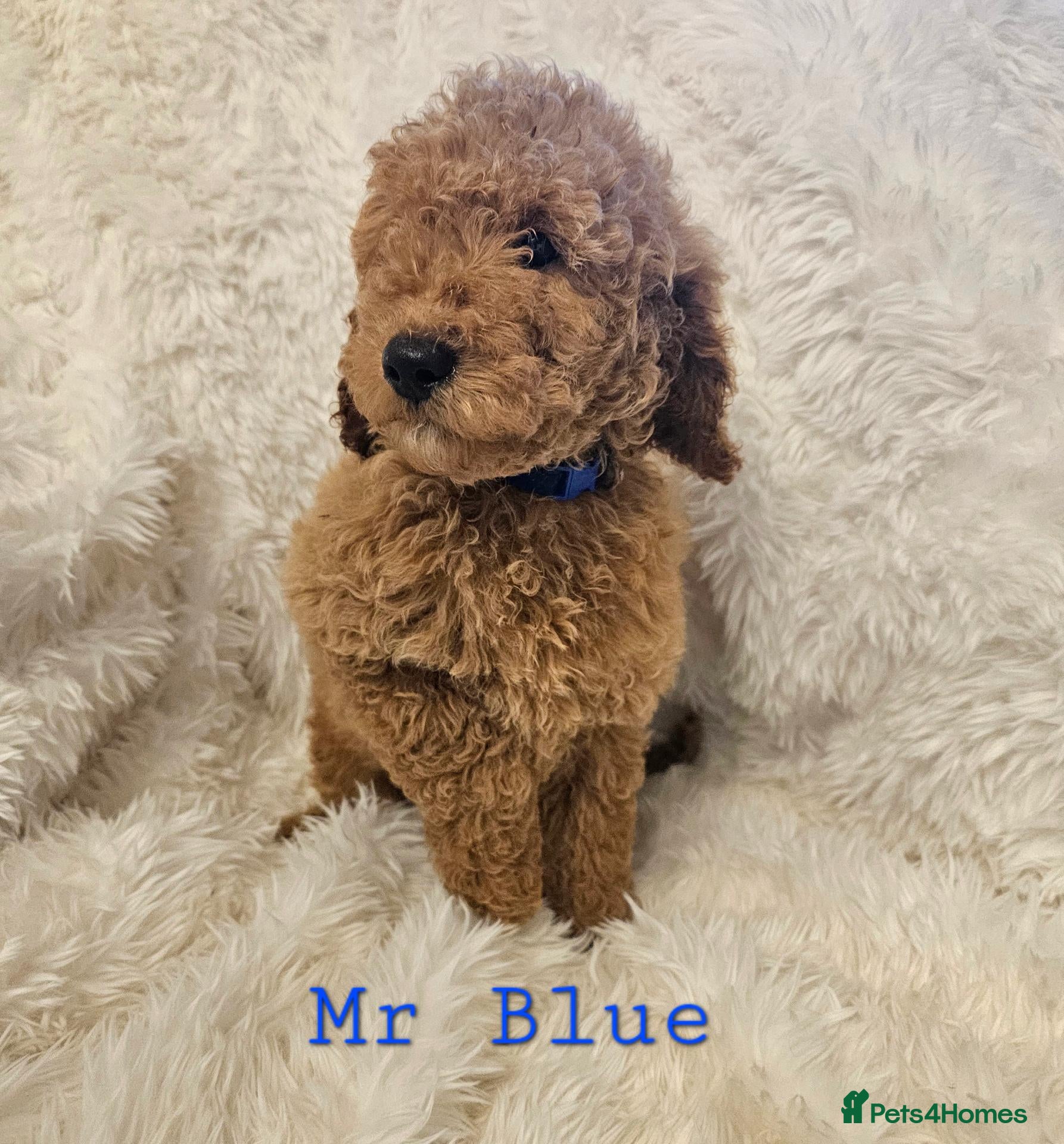 Mini Goldendoodle dogs Miniature Goldendoodle F1bb Ready Now  - Advert 14
