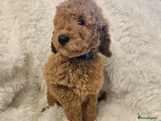 Mini Goldendoodle dogs Miniature Goldendoodle F1bb Ready Now - Advert 14