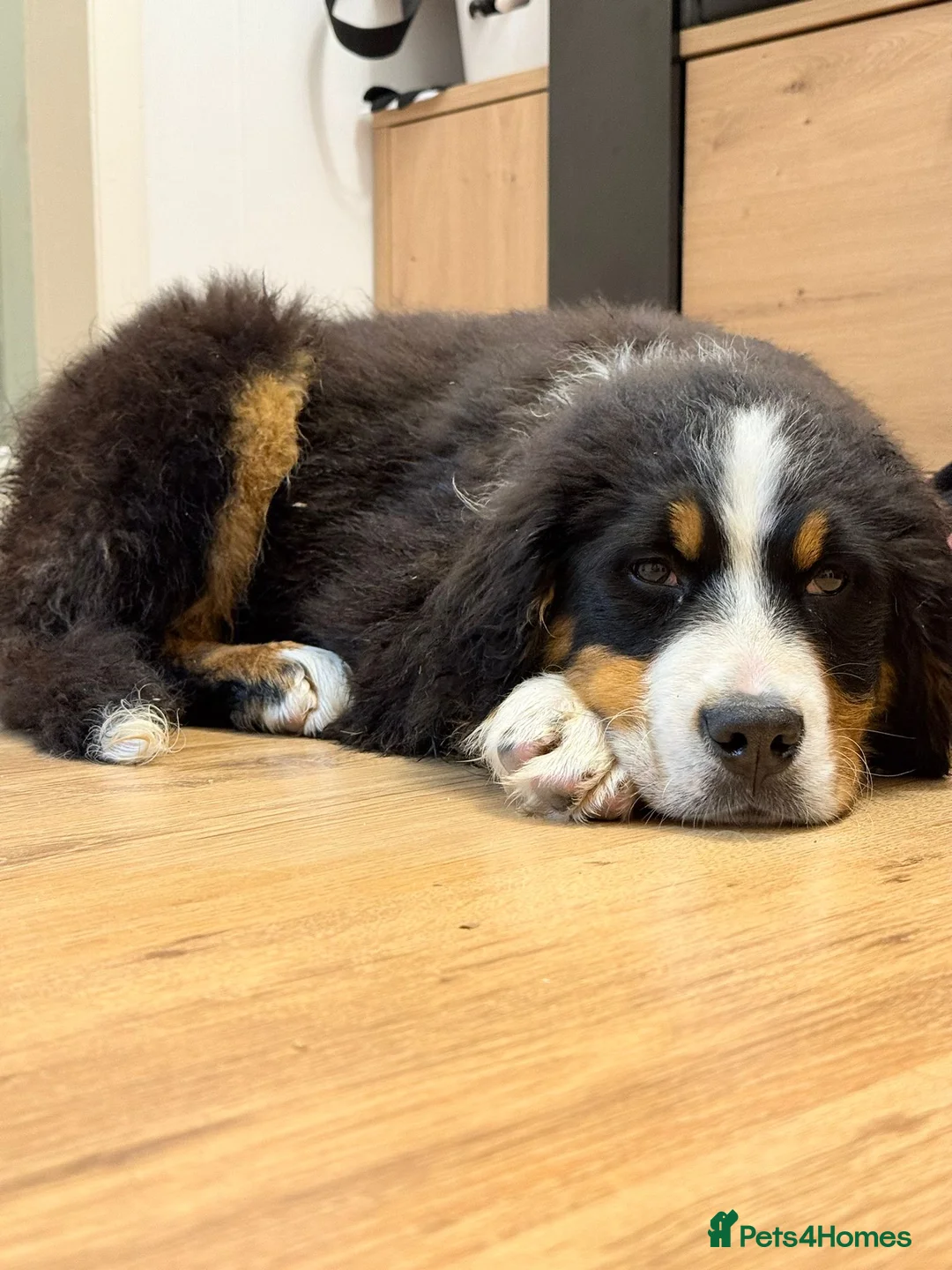 Bernese Mountain Dog dogs for sale: Gorgeous Bernese Mountain Dog Puppy Girl - Advert 2