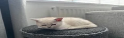 Scottish Fold cats for sale: British short hairs (Scottish straight) ready  - Advert 9