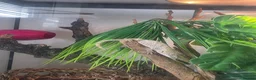 Gecko reptiles for sale: Shadow the gargoyle Gecko  - Advert 1