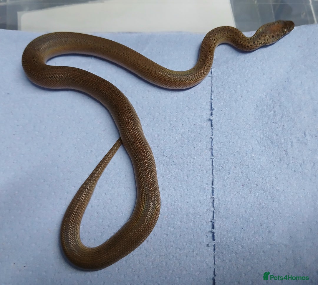 Python Snake reptiles for sale: Reduced Pattern Granite Spotted Python - Image 2