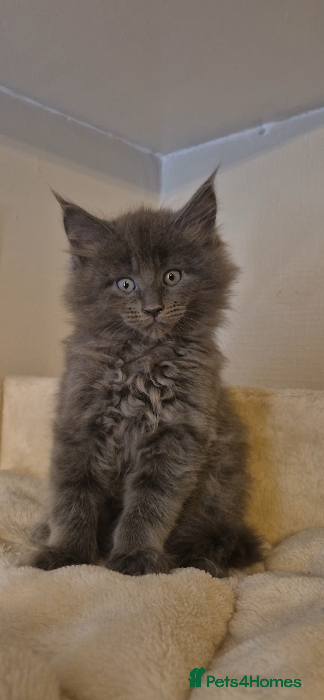Maine Coon cats Friendly Maine coone mix baby's ready to go  - Advert 2