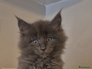 Maine Coon cats Friendly Maine coone mix baby's ready to go - Advert 2
