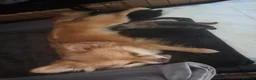 Pomchi dogs for sale: pomchi puppies for sale - Advert 5