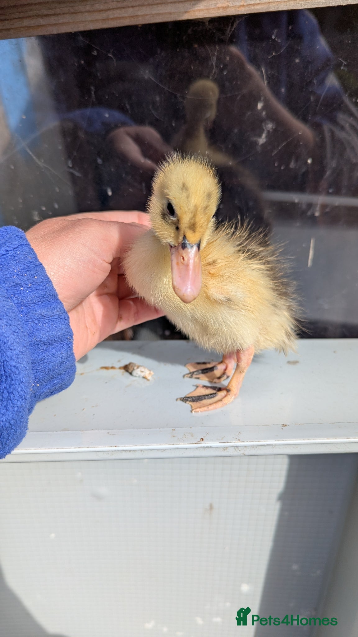 Ducks poultry 2 ducklings looking for a home  - Advert 7