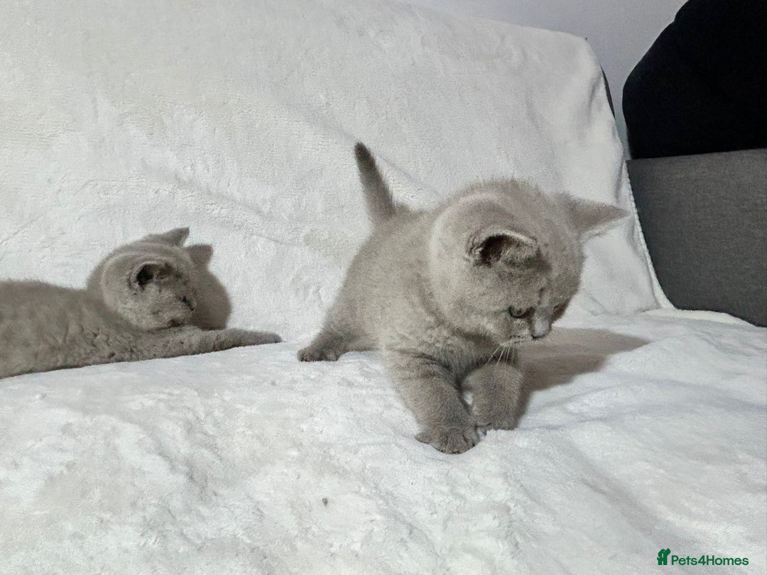 British Shorthair cats for sale: Stunning British Shorthair Lilac are available  - Advert 19