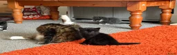 Mixed Breed cats for sale: Lovely kittens looking for loving home - Advert 4