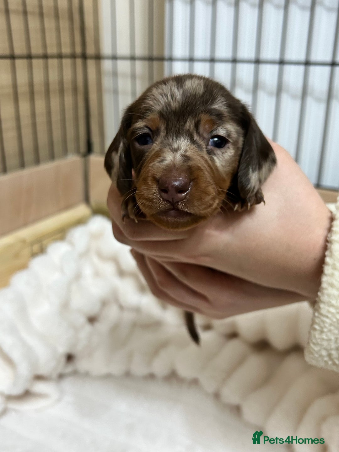 Miniature Dachshund dogs for sale: Miniature Dachshunds Ready 6th Feb  - Advert 7