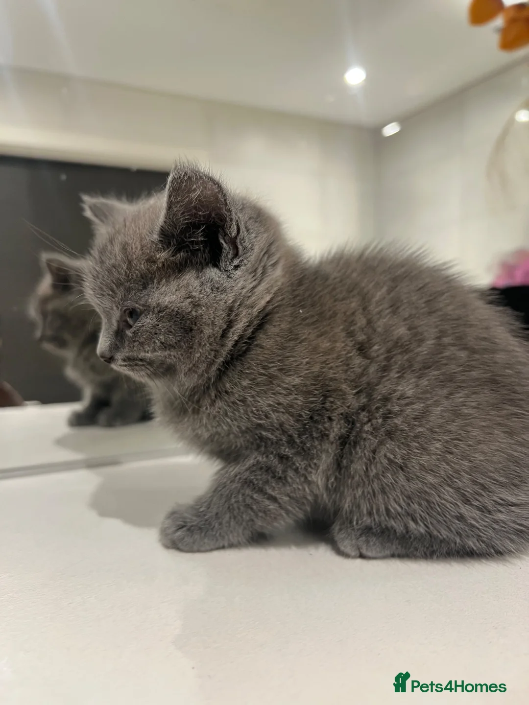 British Shorthair cats for sale: Beautiful Grey Male British Shorthair Kitten 🩶 - Advert 2