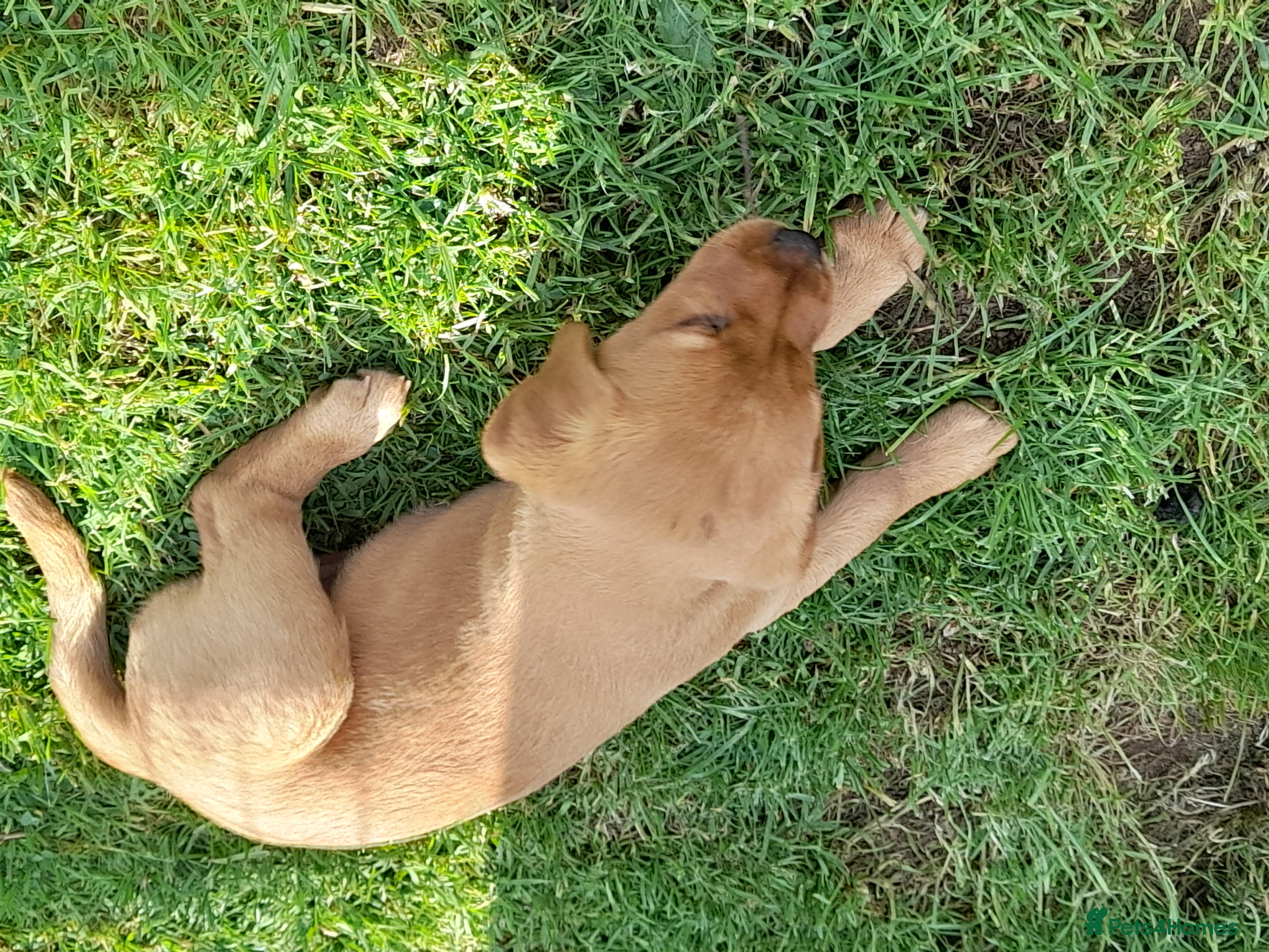 Labrador Retriever dogs for sale: Fox Red Labrador Puppies ready 05.06.26 - Advert 16