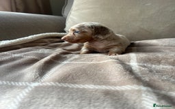 Miniature Dachshund dogs for sale: Stunning miniature long haired Dachshund’s  - Image 11