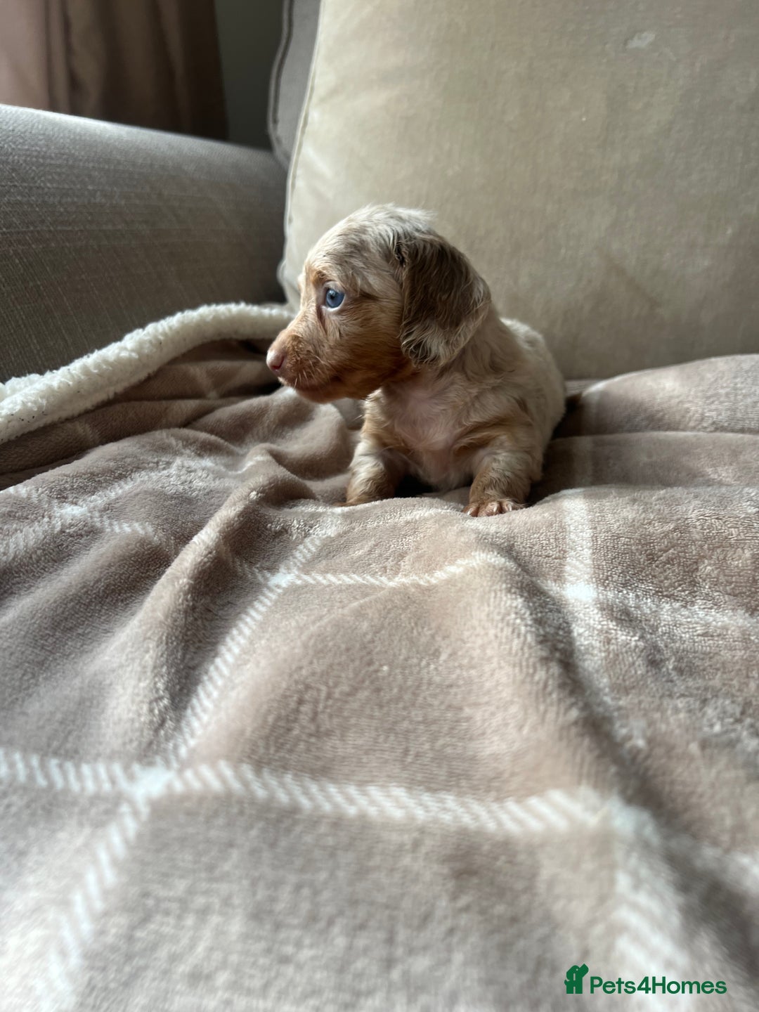 Miniature Dachshund dogs for sale: Stunning miniature long haired Dachshund’s  - Image 11