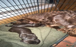 Cocker Spaniel dogs for sale: 2 Gorgeous Chocolate Cocker Dog Pups For Sale! - Image 13