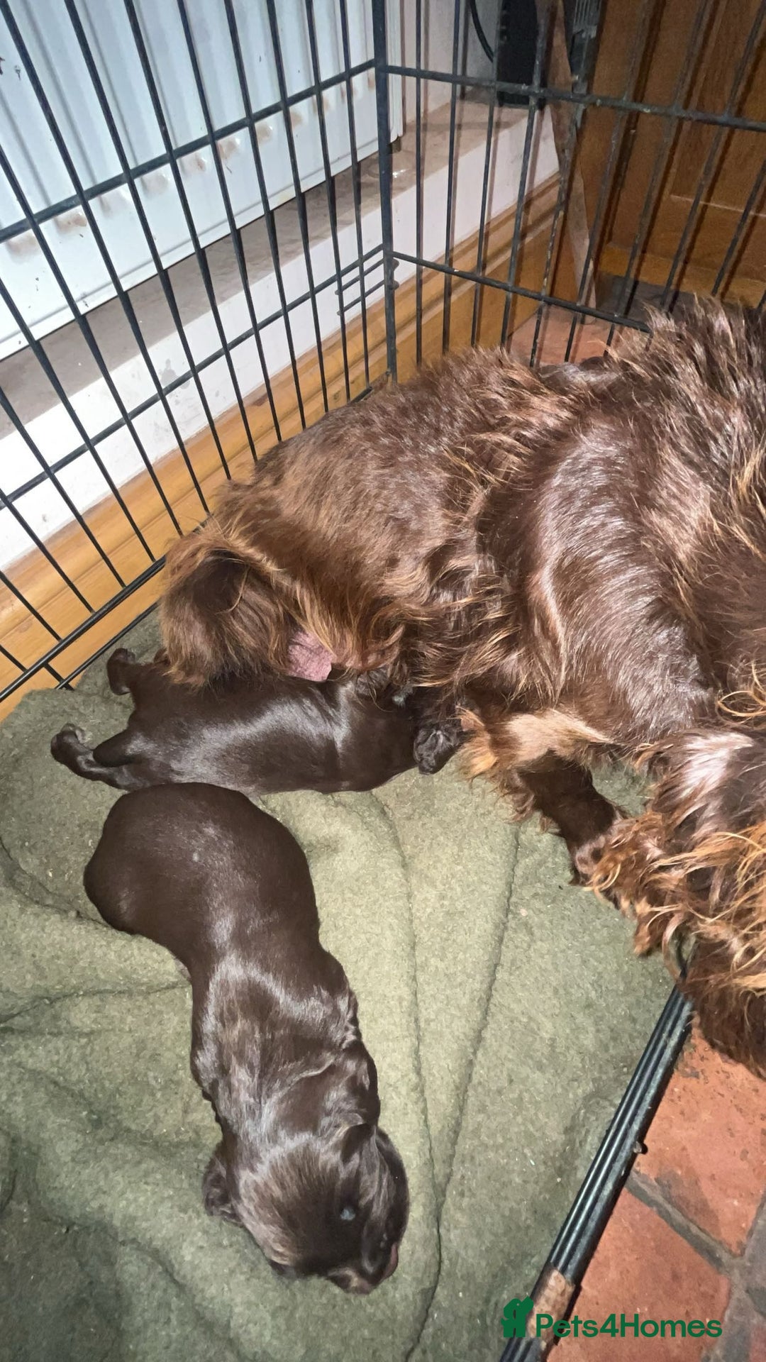 Cocker Spaniel dogs for sale: 2 Gorgeous Chocolate Cocker Dog Pups For Sale! - Image 13