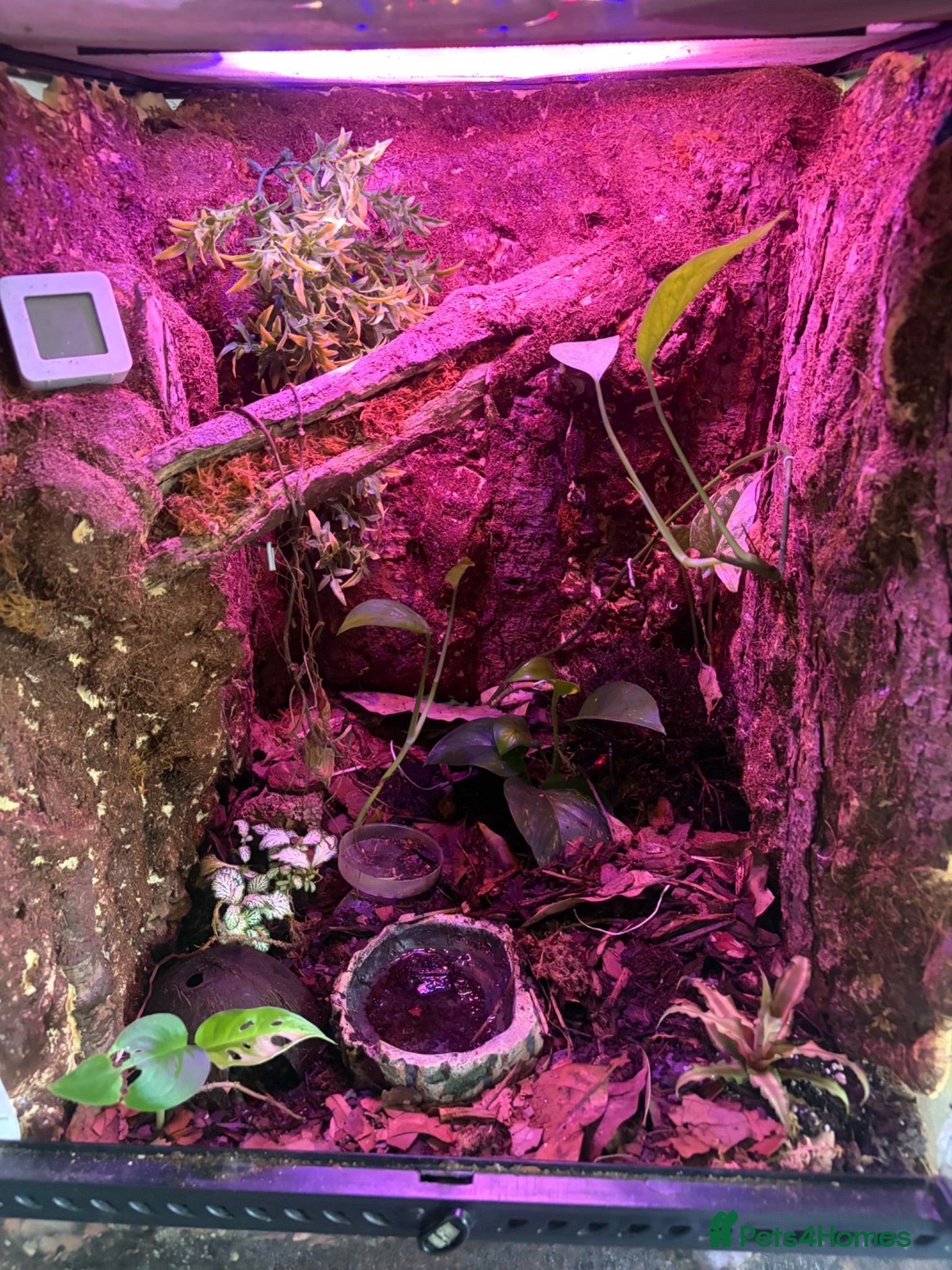 Frog reptiles Dart frogs and tank - Advert 5