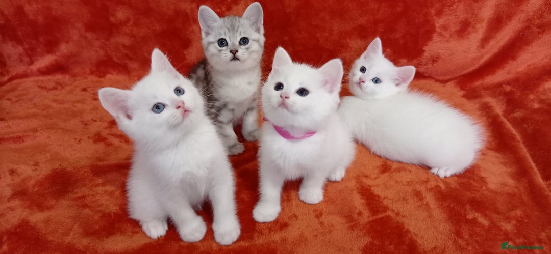 British Shorthair cats for sale: British shorthair Ragdoll mix - Advert 7