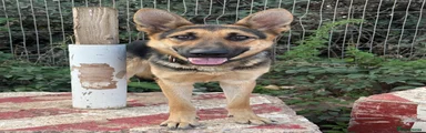 Tiki