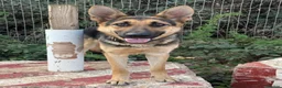 German Shepherd dogs for sale: KC Registered Young Female GSD – Trained - Advert 11