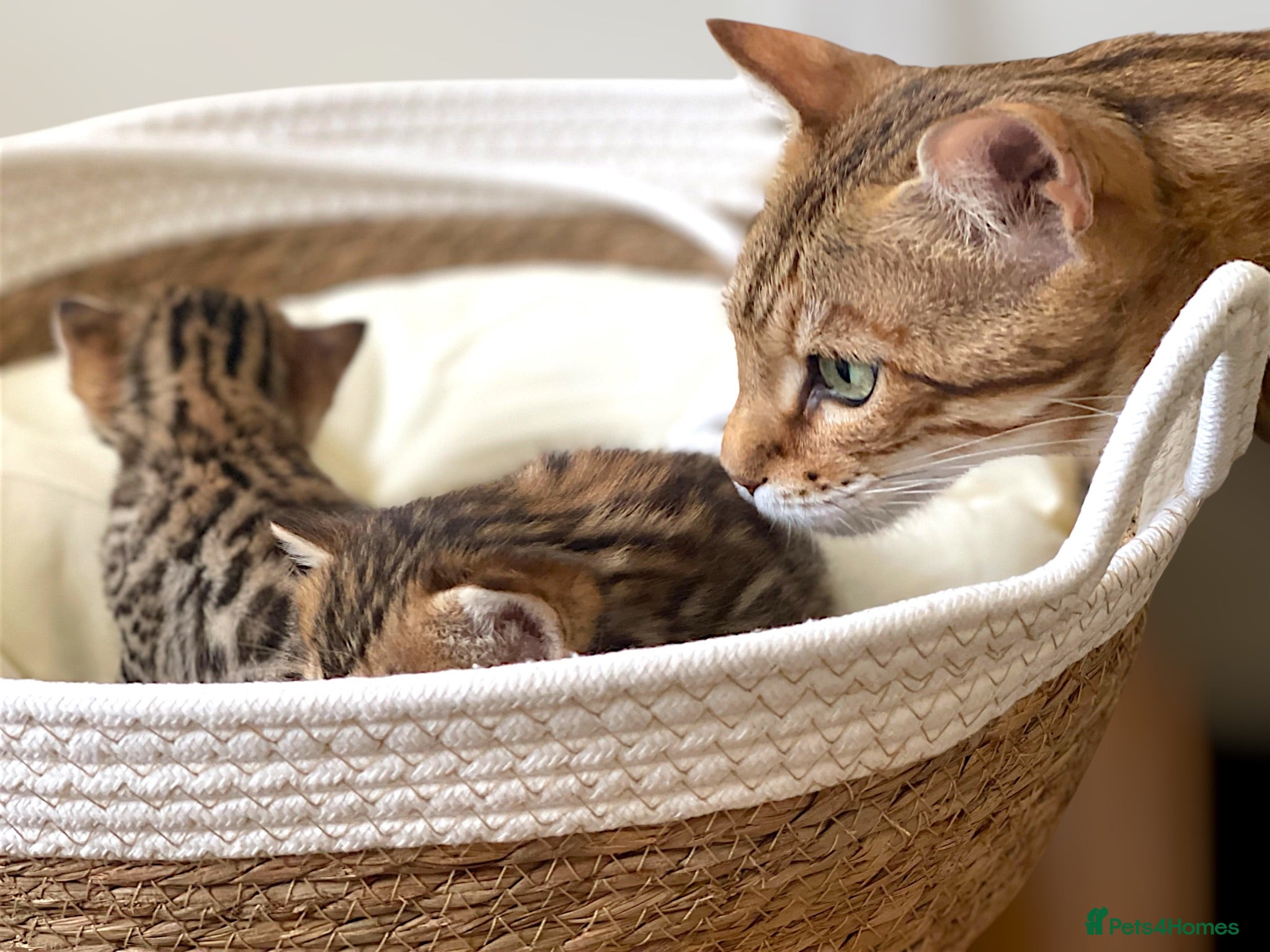 Bengal cats 2 Handsome Boys & 1 Pretty little Girl 💙💙🩷 - Advert 3