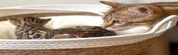 Bengal cats for sale: 2 Handsome Boys & 1 Pretty little Girl 💙💙🩷 - Advert 1