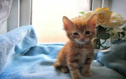 Mixed Breed cats for sale: Beautiful Male kittens VIDEOS - Image 14
