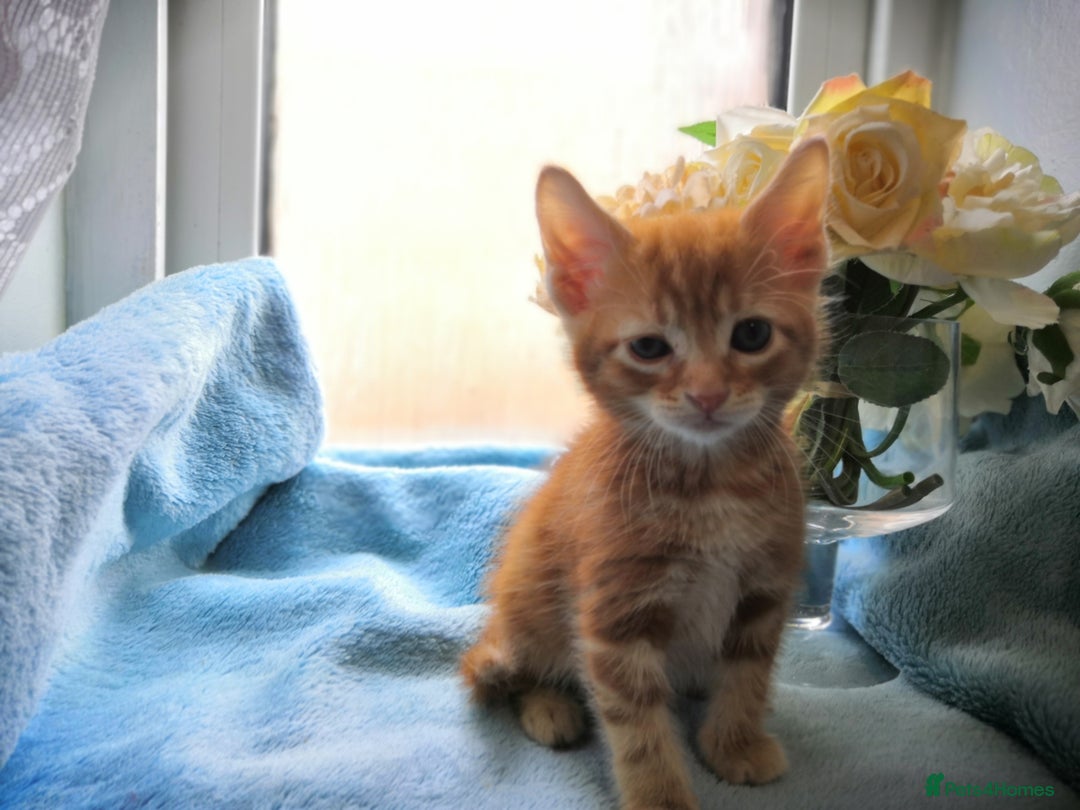 Mixed Breed cats for sale: Beautiful Male kittens VIDEOS - Image 14