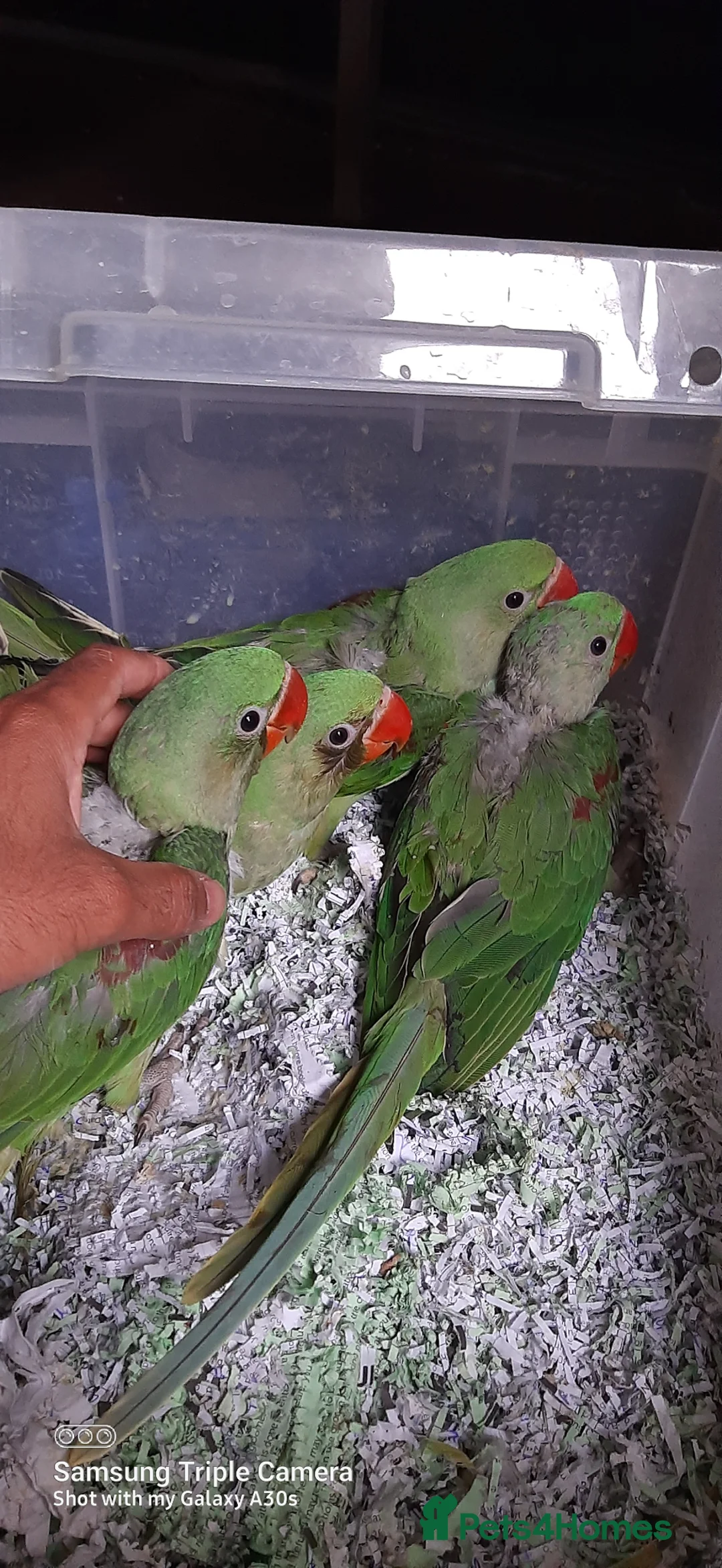 Parrots birds for sale: Alexandrine baby New baby  - Advert 6