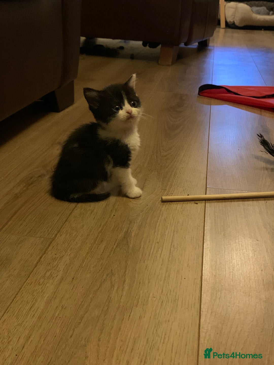 Mixed Breed cats for sale: 2 sweet girls - Advert 4