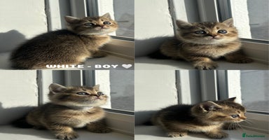 British Shorthair cats - Advert 6