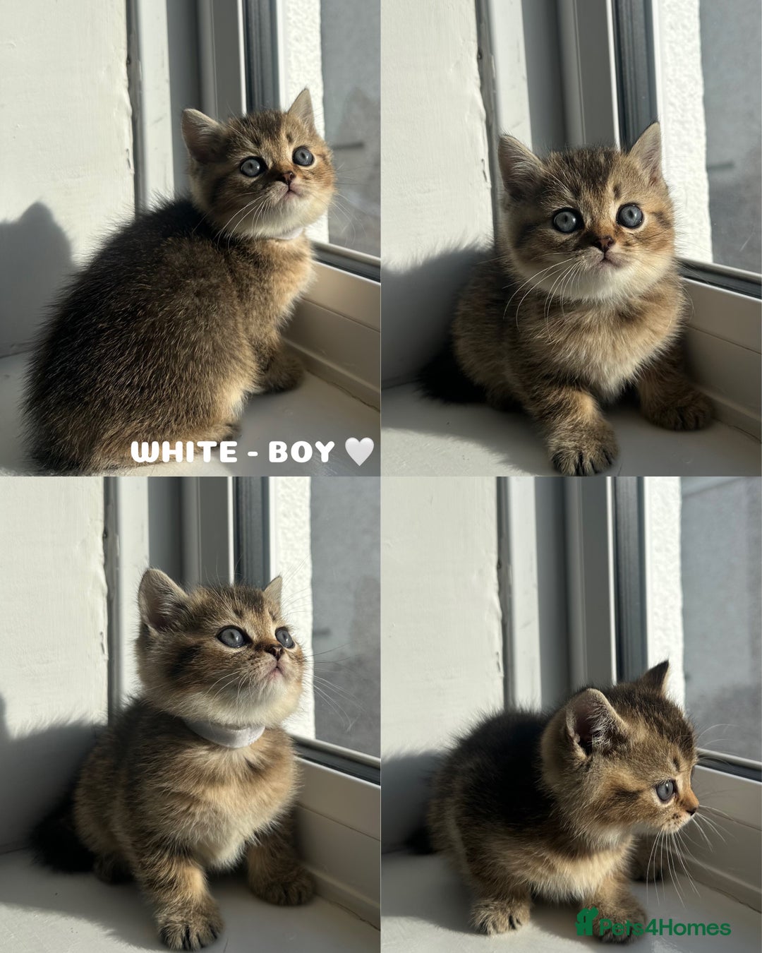 British Shorthair cats for sale: ⭐️TICA registered British Shorthair kittens⭐️ - Image 2