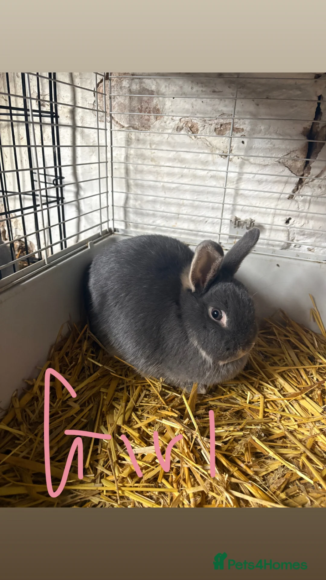 Mixed Breed rabbits for sale: rabbits in Attleborough - Advert 1
