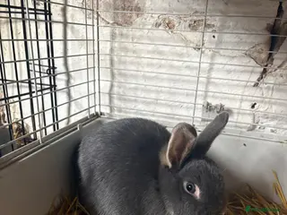 Mixed Breed rabbits rabbits - Advert 1