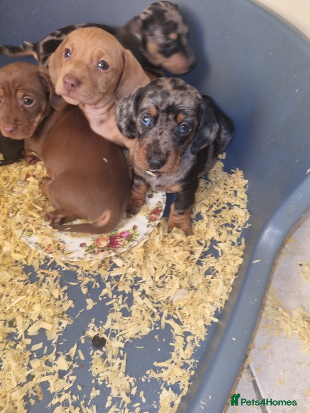 Dachshund dogs for sale: Miniture Silver Dapple Dachshunds - Advert 24