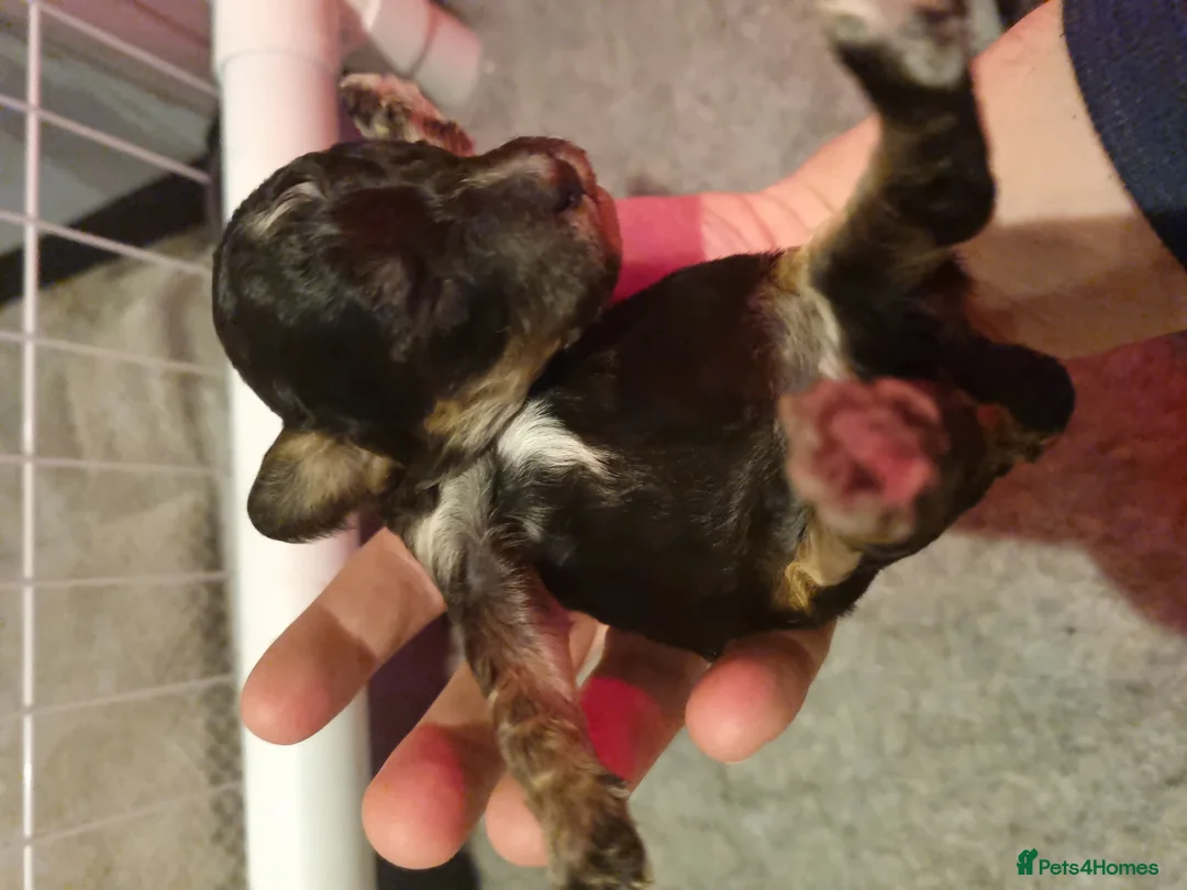 Cockapoo dogs for sale: Cockapoo puppies looking for their forever homes - Advert 21