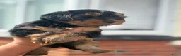 Yorkshire Terrier dogs for sale: 3 beautiful Yorkie boys for sale - Advert 17