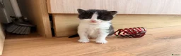 Ragdoll cats for sale: Half ragdoll kittens  - Advert 5